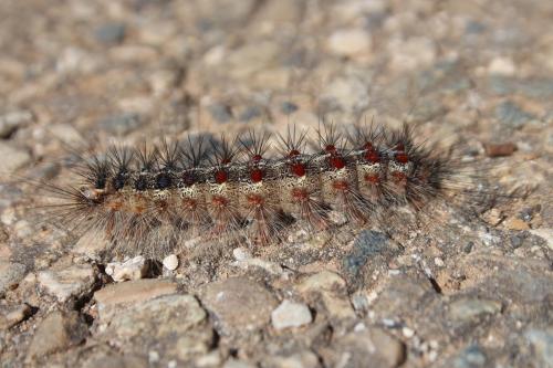 Lymantria dispar